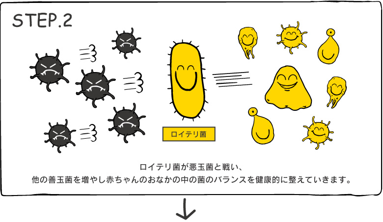 ロイテリ菌が悪玉菌と戦い、他の善玉菌を増やし赤ちゃんのおなかの中の菌のバランスを健康的に整えていきます。